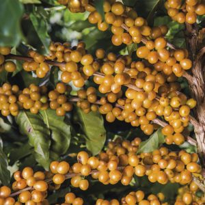 Tinto de Verano 125g