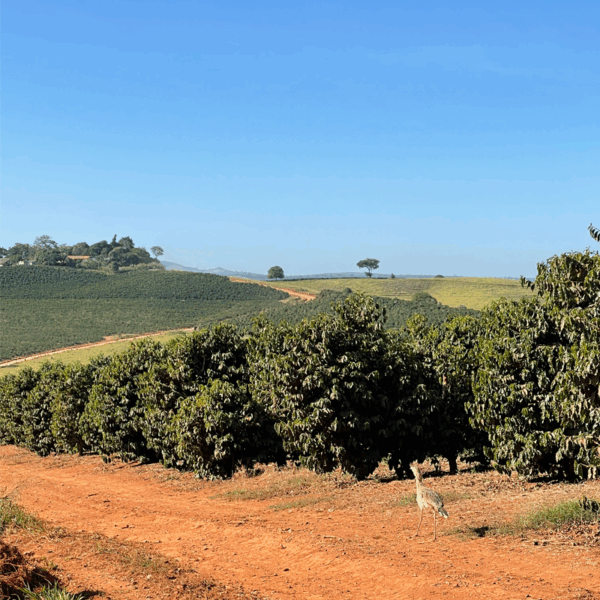 Sul de Minas 250g - Imagem 3